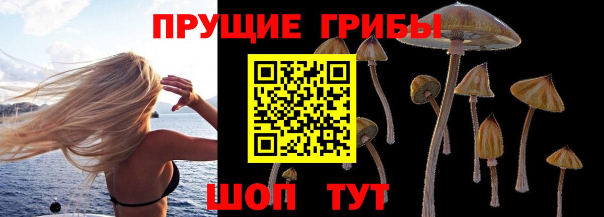 Зеленогорск  Псилоцибиновые грибы Cubensis  Вход с VPN 